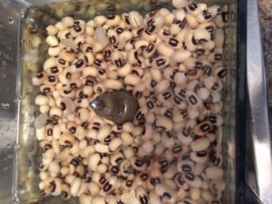 unpeeled beans